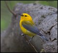 _5SB0825 prothonotary warbler